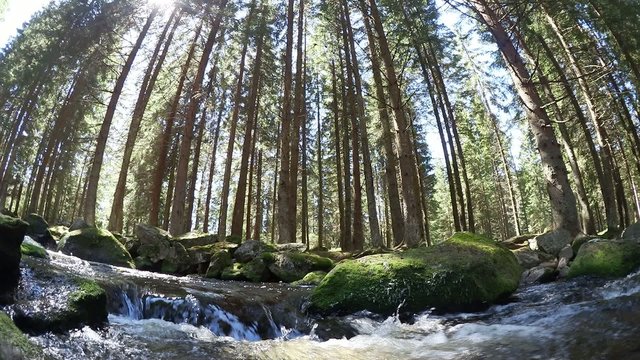 water stream in the woods