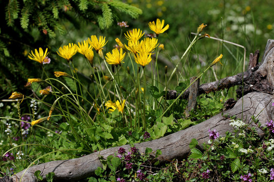 capolini gialli (aposeris foetida)