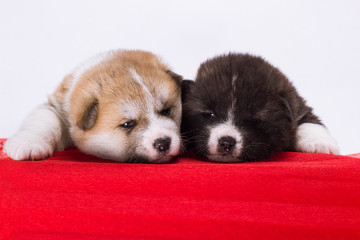 couple of Japanese Akita-inu puppies lying on red