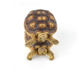 turtle on white background