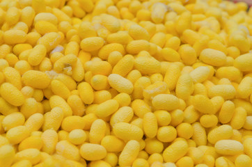 yellow silk worm