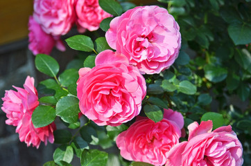 Flower of rosa odorata in the flowerbed