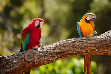 Parrot at Currumbin Wildlife Park, Qld, Australia