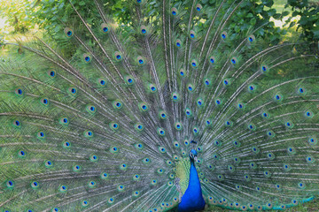 peacock with open feathers