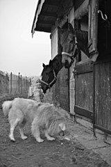 petite fille avec cheval