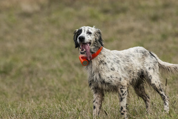 Setter in caccia