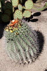 Barrel Cactus in Tuscon Arizona USA