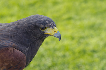 Falcon with green grass in the background