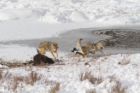 Coyote Fight