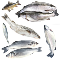 Fresh fish collage, isolated on white