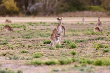 Female kangaroo with little joey