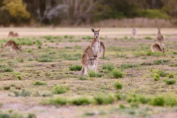 Fotobehang Female kangaroo with little joey © p a w e l