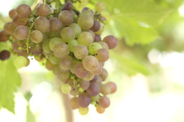 Grape vines in a vineyard