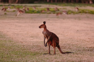 Unique looking kangaroo at twilight