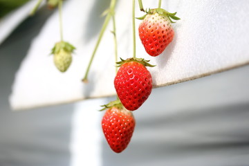 Strawberries