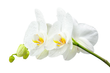 Five day old orchid with water droplets isolated on white. - obrazy, fototapety, plakaty
