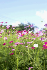 pink and white  cosmos flowers in the nature