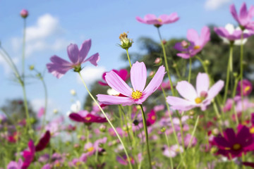 pink and white  cosmos flowers in the nature