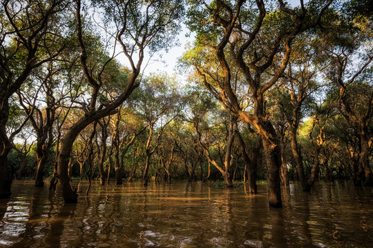 Tonle Sap Mangrove Forest