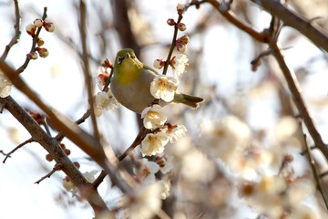 梅とメジロ