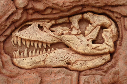 dinosaur head fossil, T-rex head fossil