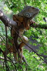 big brown Iguana on tree