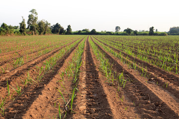 Fototapeta na wymiar Young sugarcane field