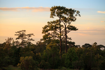 Fototapeta na wymiar Pines and sunset