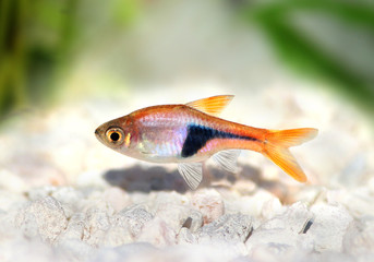 Rasbora Het Harlequin rasbora heteromorpha aquarium fish