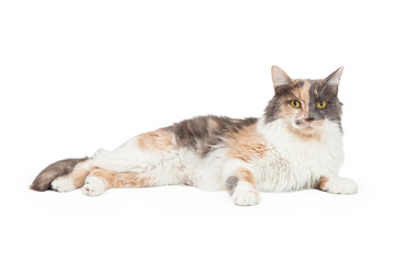 Calico Cat Laying And Looking Forward - obrazy, fototapety, plakaty