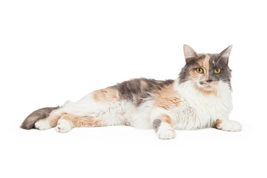 Calico Cat Laying And Looking Forward