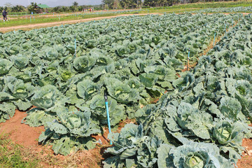 Fototapeta premium Cabbage, brassica oleracea var capitata is a leafy green plant,