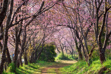 Naklejka premium pink sakura blossoms on dirt road in thailand
