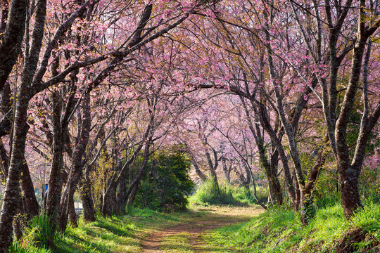 pink sakura blossoms on dirt road in thailand