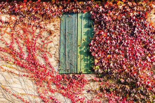 Japanese Creeper And Old Window