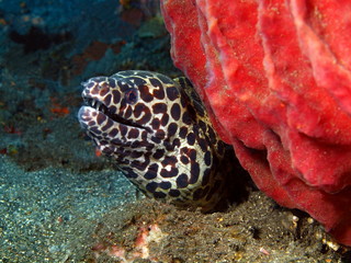 Moray eel, Island Bali, Tulamben