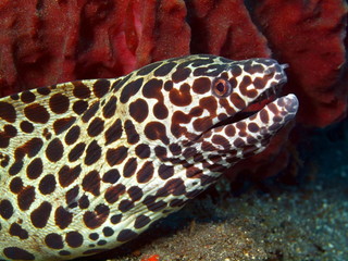 Moray eel, Island Bali, Tulamben