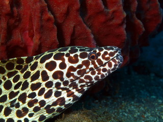 Moray eel, Island Bali, Tulamben