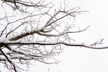 Tree Branches in Snow