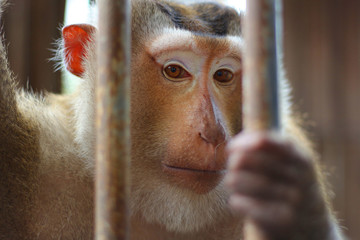 Monkey in cage