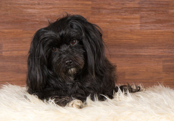 Havaneser schwarz