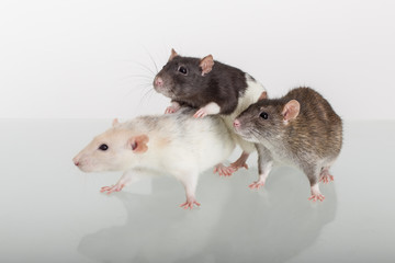 three different domestic rats