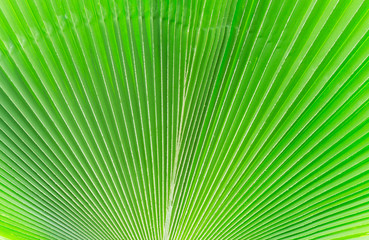 Fototapeta premium Lines and textures of Green Palm leaves , background