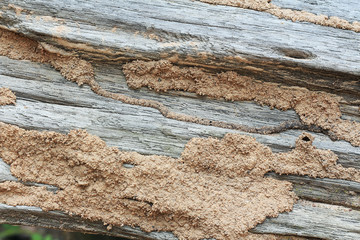 Termite nest