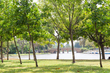 Green city park   and beautiful tree