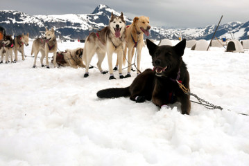 Naklejka premium Sled dogs take a rest break during a dog sled run