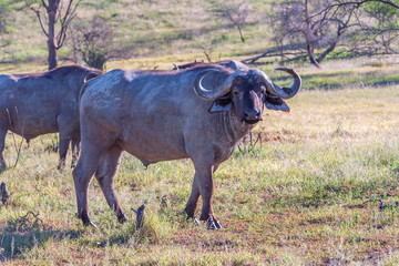Obraz premium Wild African Buffalo.Kenya, Africa
