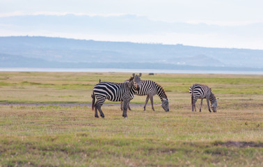 Fototapeta na wymiar Herd of wild zebras