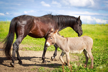 Grey donkey and black horse