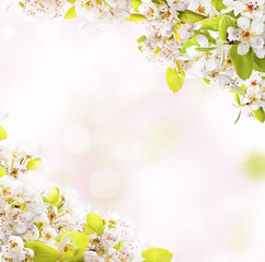 Plakat Spring blossoms on white background